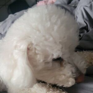 Meet your Posher, Todd